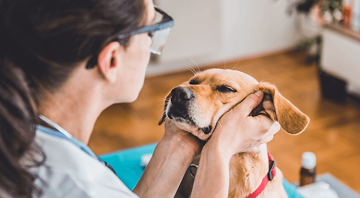 Pet Wellness Exams Grayling, MI | Annual Pet Health Exam